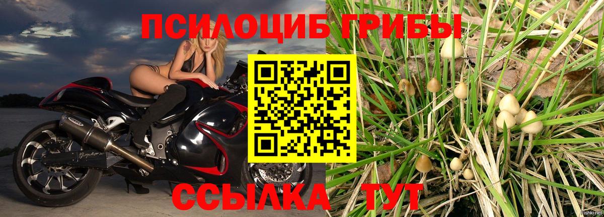 Псилоцибиновые грибы прущие грибы  Галлюциногенные грибы Cubensis  Касимов  Вход с VPN 